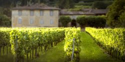 WineFunding piattaforma equity e reward corwdfunding dedicata al vino