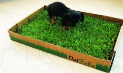 Petzolla equity crowdfunding su Crowdfundme